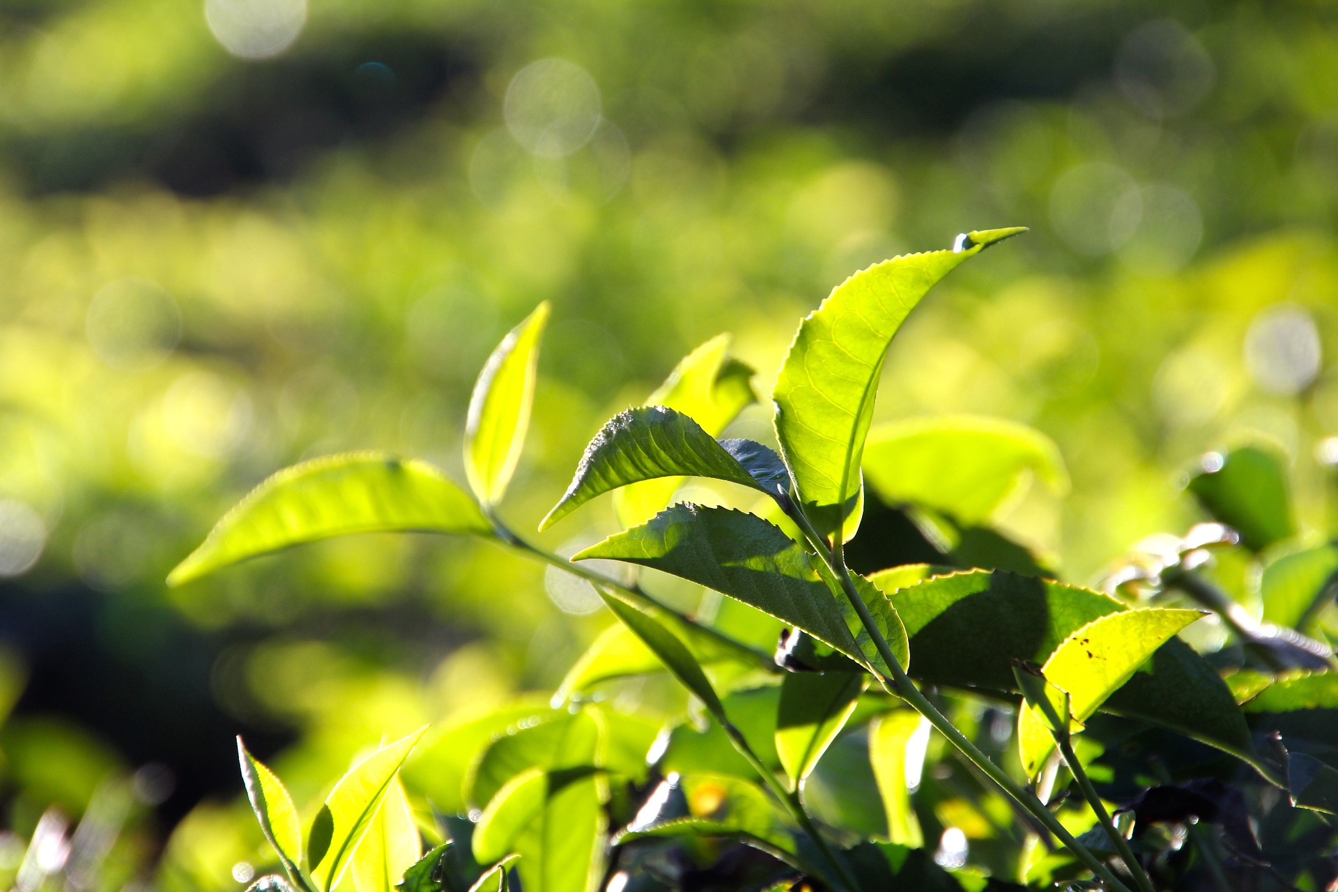 Tea leaves at Joonktollee Tea estate which has a power management system controller with ComAp controllers